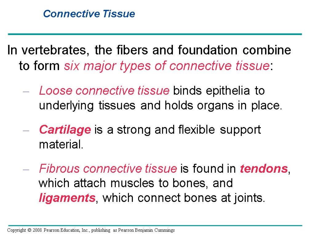 In vertebrates, the fibers and foundation combine to form six major types of connective